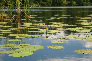 nuphar lutea