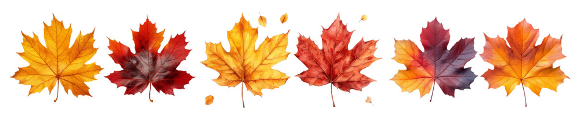 Fototapeta premium fall and autumn maple leaves featuring orange and burgundy tones, isolated on white background. this set is perfect for integrating into Thanksgiving or Halloween visual themes.