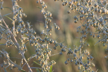 Small wormwood flowers on grey stems