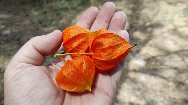 Ciplukan ''Physalis angulata" fruit in someone's hand. Traditional medicine from nature. Physalis alkekengi - orange lanterns of physalis alkekengi among green leaves. physalis alkekengi close-up.