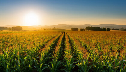 A vast cornfield at sunrise, with golden sunlight streaming through the rows of tall corn stalks, creating a serene and picturesque agricultural landscape.