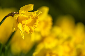 A yellow flower with a yellow center and yellow petals. The flower is in the foreground and the background is green.