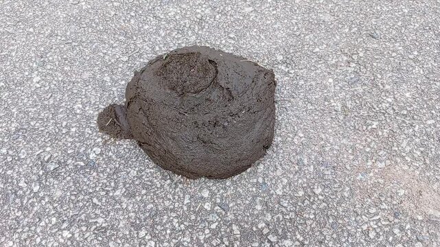 A buffalo dung or feaces on the asphalt street. photo taken in malaysia
