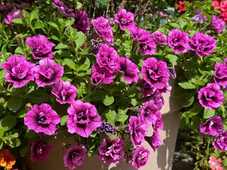Surfinia pink purple ornamental plant in flower pot 