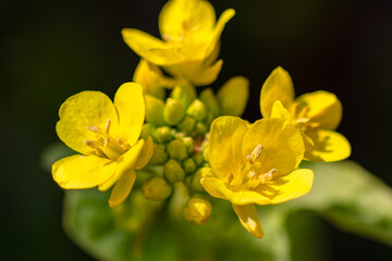 春の訪れ 菜の花の開花