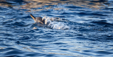 Fototapeta premium Lovina Beach: Playground of Bottle-Nosed Dolphins along North Bali's Coast