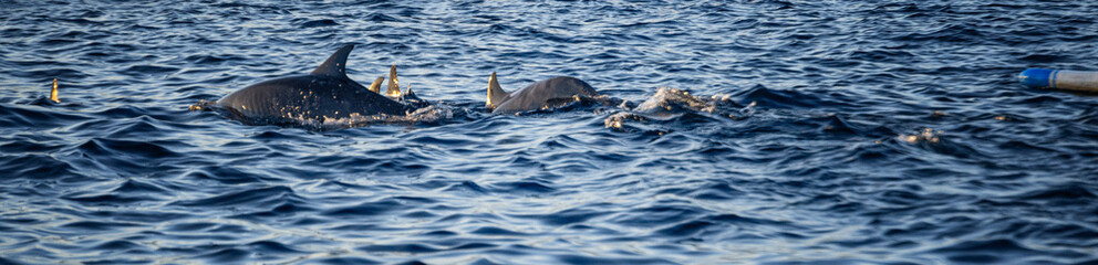 Fototapeta premium Lovina Beach: Playground of Bottle-Nosed Dolphins along North Bali's Coast
