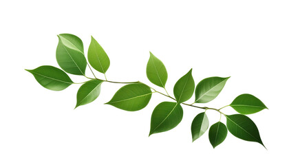 Beautiful green leaves branch isolated on a white background, ideal for nature-themed designs and eco-friendly projects.