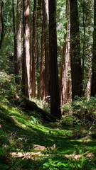 A dense forest scene filled with towering, straight tree trunks, likely redwoods, surrounded by lush green ferns and moss on the forest floor. Sunlight filters through the trees, casting light and sha