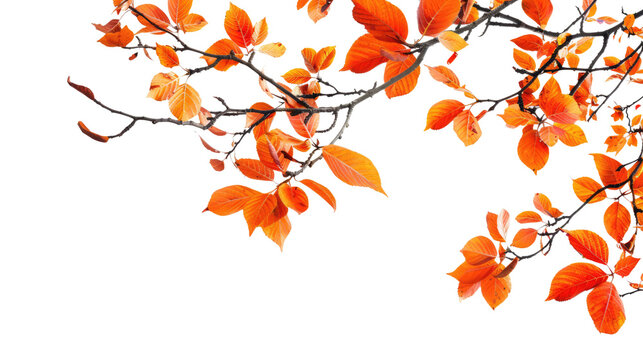 autumn leaves isolated on white or transparent png