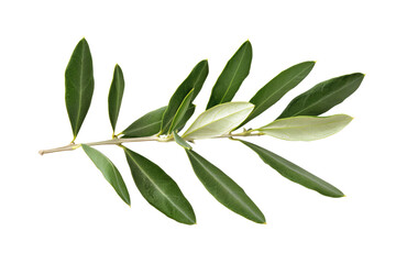 Obraz premium olive leaves twig isolated on white or transparent png