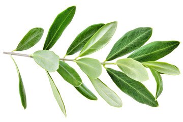 Obraz premium green sage herb leaves twig isolated on white or transparent png