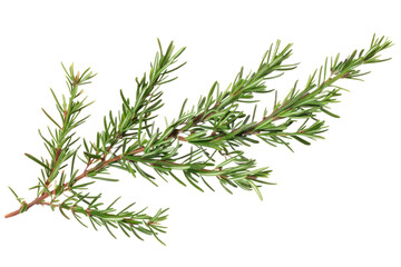 twig of rosemary isolated on white or transparent png