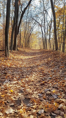 Obraz premium Peaceful Hiking Trail Through Autumn Woods with Leaf Carpet 