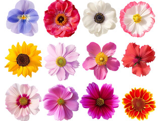 Blooming Flowers with Transparent Background, A Vibrant Display of Nature's Beauty