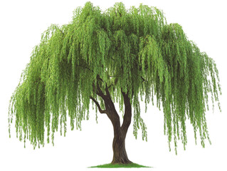 A beautiful, lush willow tree with cascading green leaves, perfect for enhancing natural landscapes and serene outdoor settings.