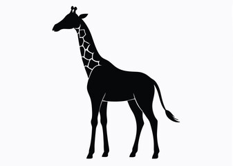 giraffe Silhouette on White Background 