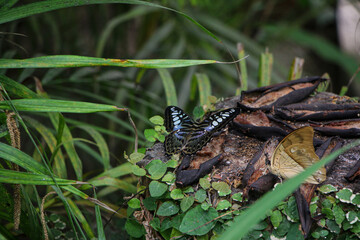 A black butterfly with striking blue and white markings rests on a mossy log, surrounded by lush greenery. The delicate wings contrast with the natural textures, highlighting the beauty of the forest 