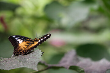 A vibrant butterfly displaying black, yellow, and white wing patterns, perched delicately on a leaf. The soft focus background enhances the butterfly's detailed wing design and natural beauty.