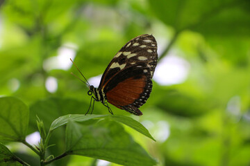 A butterfly with detailed black and orange wings rests on a green leaf. The soft, defocused background enhances the sharpness of the butterfly's textures and vibrant hues, creating a striking contrast