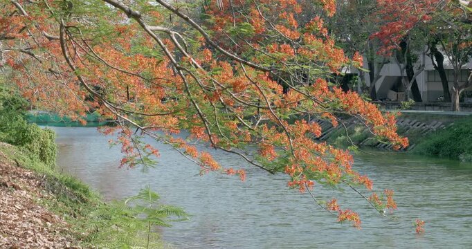 Flowering orange flame tree also known as the phoenix flower growing beside a canal by the road in a suburb in Southeast Asia.