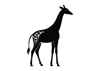 giraffe Silhouette on White Background 