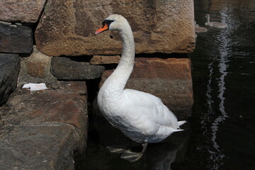 swan on the rocks