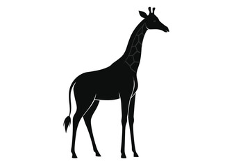 Fototapeta premium giraffe Silhouette on White Background 