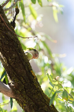 Monk parakeet perched on a tree branch, eating almonds