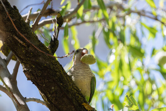 Monk parakeet munching on almonds in a lush tree