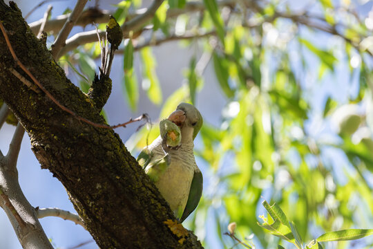 Monk parakeet eating almonds in a lush tree