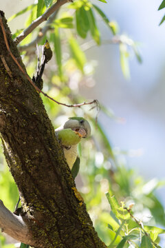 Monk parakeet feeding on almonds in a tree