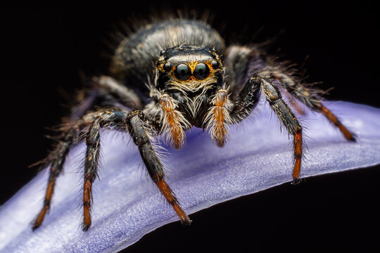Detailed macro shot of a jumping spider on a purple flower