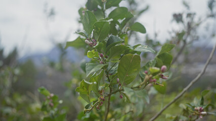 Close-up of unripe berries on a green-leafed shrub in a natural, blurred mountain background