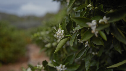 Close-up of white citrus blossoms on an orange tree, with a blurred orchard background