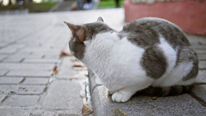 A tabby cat rests on a curb against an urban city street background, exemplifying outdoor...