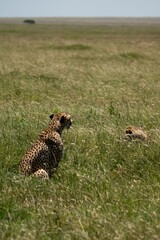 Cheetah sitting in a vast grassy savannah, observing its surroundings under a clear sky.