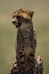 Close-up of a cheetah sitting in the savannah with a blurred background.