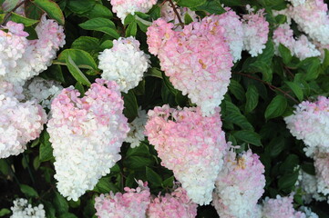 White and pink flowers of Hydrangea paniculata or panicled hydrangea flowering plant in full bloom and blossom in summer with green leaves