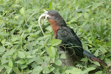A young chestnut-breasted malkoha is preying on a common sun skink. This beautifully colored bird has the scientific name Phaenicophaeus curvirostris.