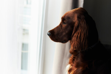 Irish setter Dog At Home, look at the window