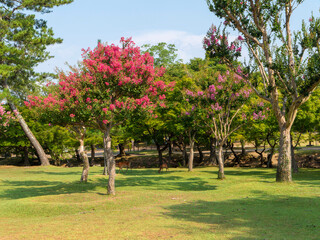 百日紅の花が咲く奈良公園と鹿の親子