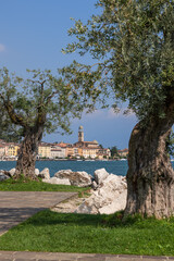 A vertical view through old olive trees to the historic tourist town of Salo on Lake Garda, with its quaint waterfront architecture