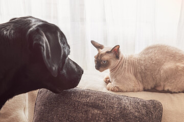 Intense gaze exchange between a Cornish Rex cat and a curious black Labrador, captured in a living room with soft window light