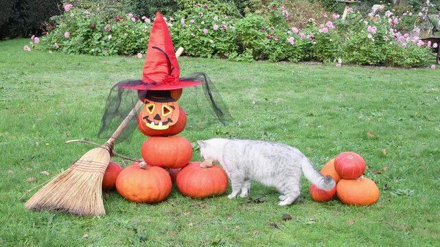 gray kitten sits next to a scarecrow made of pumpkins on the theme of Halloween, on the head of the scarecrow is a hat and scary, next to it is a witch's broom,