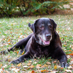 Elderly chocolate labrador retriever lying in grass.