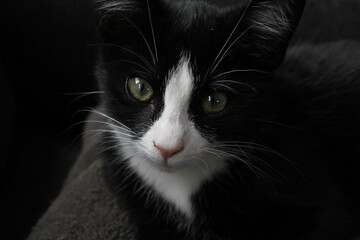 black and white cat