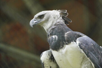 The harpy eagle (Harpia harpyja) is a large neotropical species of eagle. It is also called the American harpy eagle. Amazonas, Brazil.