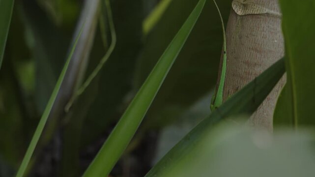 Anolis Marmoratus Leopard anolis camouflaged in garden