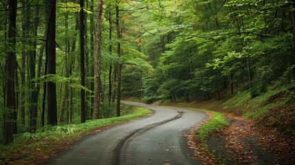 Naklejka premium Winding Forest Road